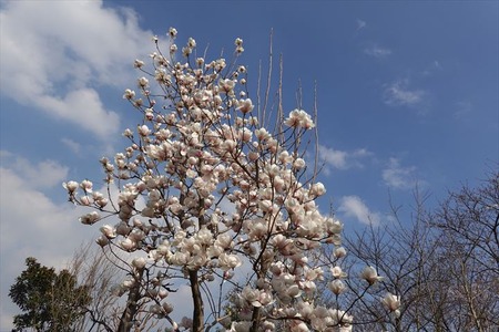 DSC04527_R