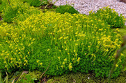 DSCF3663_R