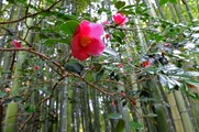 DSCF2207_R