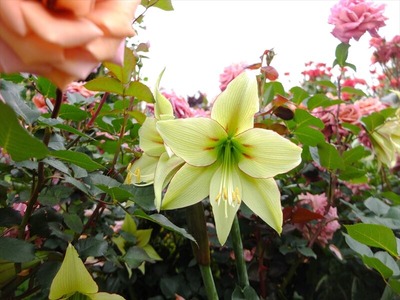 DSCF3273_R