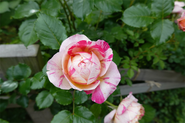 DSC07606_R