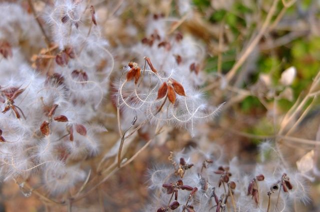 藍川京 の部屋 仙人草の種 Livedoor Blog ブログ