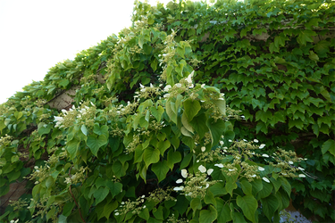 DSC00951_R