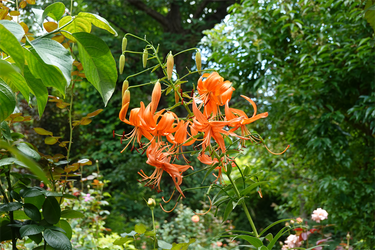 DSC08734_R