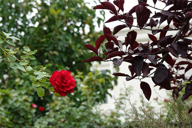 DSC02535_R