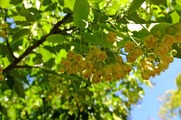 DSCF3884_R