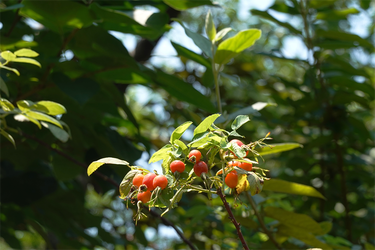 DSC08774_R