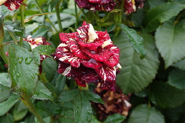 DSC08590_R