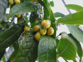 DSCF6515_R