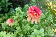 DSCF3600_R