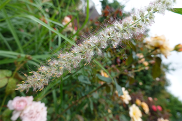 DSC08520_R
