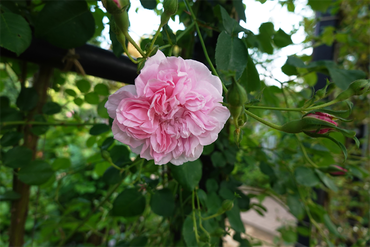 DSC07151_R