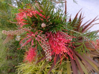 DSCF2924_R