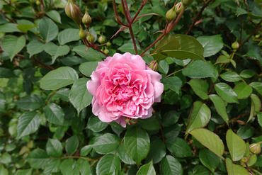 DSC06838_R