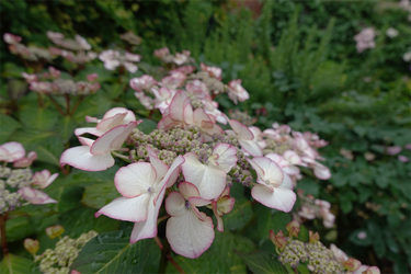 DSC08031_R