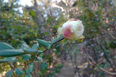 DSC09607_R