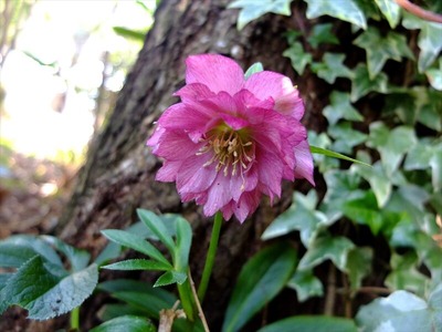 DSCF4583_R