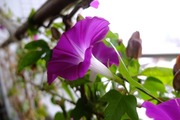DSCF5991_R