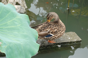 DSC09655_R