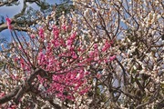 DSCF9916_R