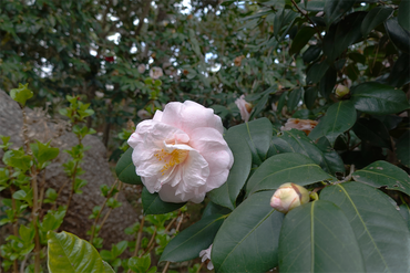 DSC06090_R