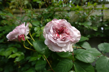 DSC06837_R