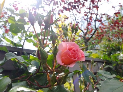 DSCF2893_R