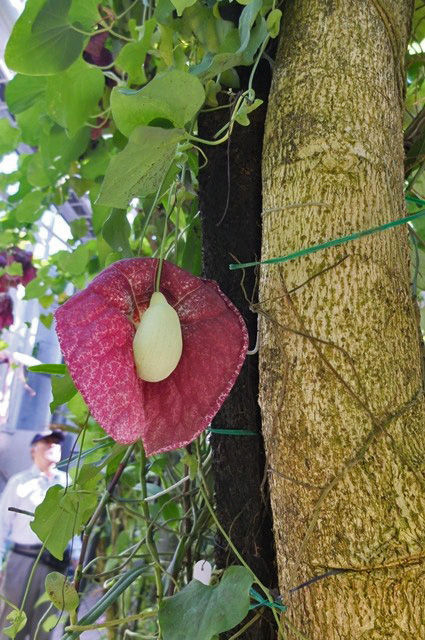 藍川京 の部屋 京都府立植物園 １２ ソーセージの木の花など Livedoor Blog ブログ