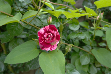 DSC00517_R