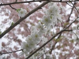 DSCF8664_R