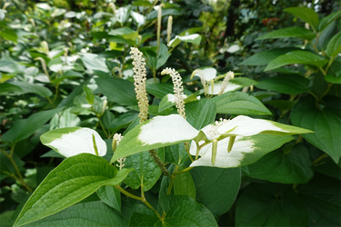 DSC08500_R