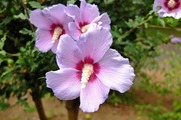 DSCF3850_R