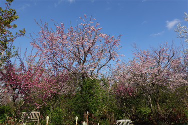 DSC06386_R