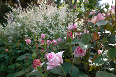 DSC07039_R
