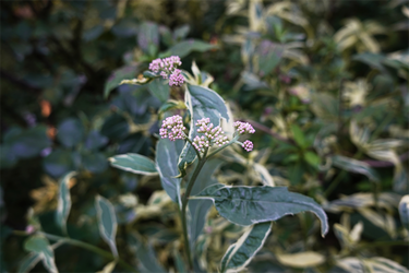 DSC02887_R