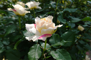DSC07017_R