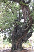 DSCF6054_R