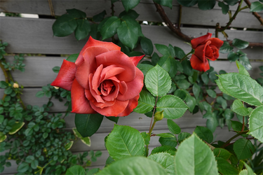 DSC06989_R