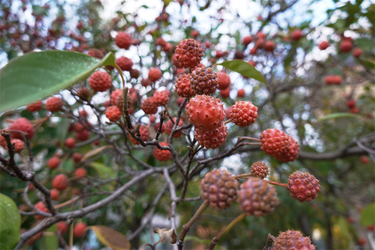 DSC03998_R