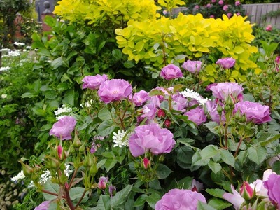 DSCF2534_R