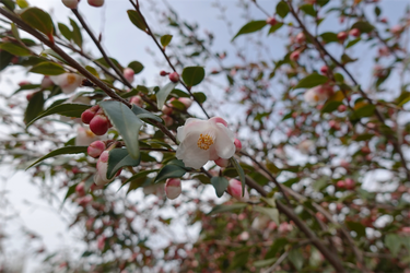 DSC06582_R