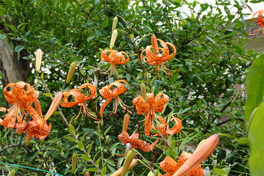 DSC08717_R