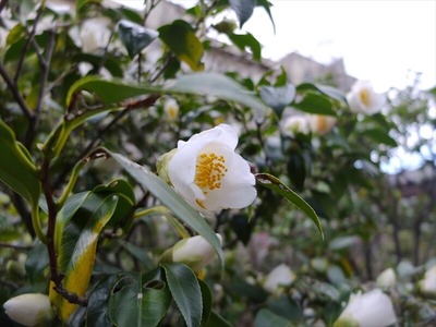 DSCF1210_R