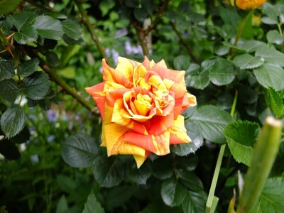 DSCF2544_R