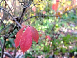 DSCF6315_R