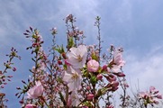 DSCF2439_R