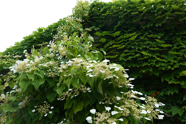 DSC01333_R