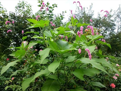 DSCF1545_R
