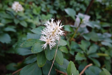 DSC04350_R