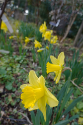 DSC00323_R